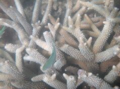 Büyük Bariyer Reef'i Keşfetmek