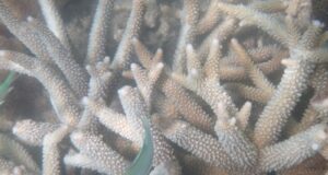 Büyük Bariyer Reef'i Keşfetmek