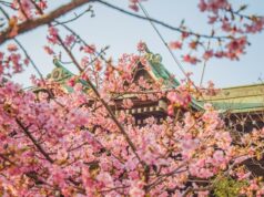 Japonya'da Sakura Mevsimi: Çiçeklenme Festivali Rehberi
