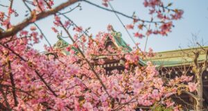 Japonya'da Sakura Mevsimi: Çiçeklenme Festivali Rehberi